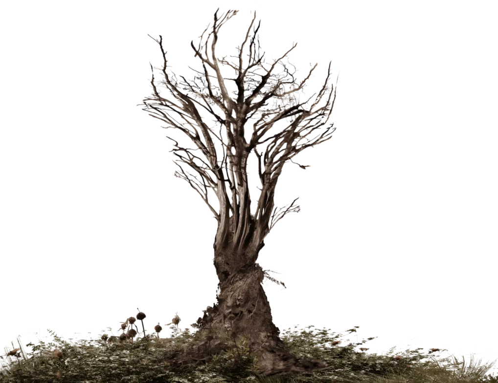 Common ivy Tree Snag Branch, root, landscape, root, twig png